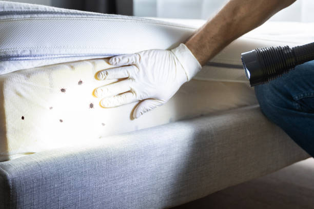 Best Best Pest Control Companies  in Canton, SD